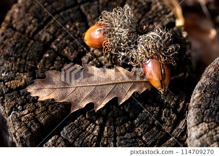 Background. autumn dry leaves and acorns on the rustic wood Background. autumn dry leaves and acorns on the rustic wood 114709270