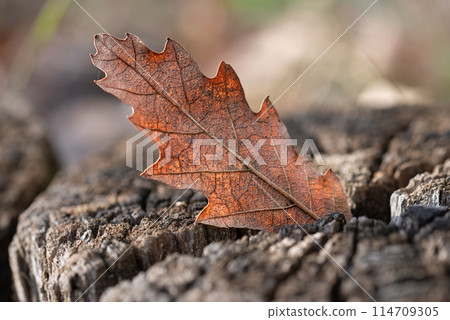Background. autumn dry oak leaf on the rustic wood Background. autumn dry oak leaf on the rustic wood 114709305