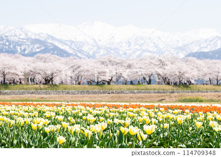 [Spring Quartet] Tulips, cherry blossom trees and the Tateyama mountain range 114709348
