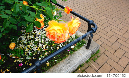 Orange roses in the flowerbed 114709462