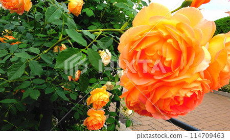 Bright orange roses in a flowerbed Bright orange roses in a flowerbed 114709463