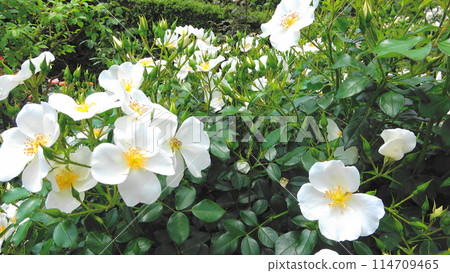 White flowers blooming in a rose garden 114709465