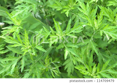 艾葉被雨淋濕了 114709479