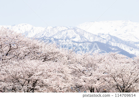 【春天四重奏】旭船川櫻花樹與立山連峰 114709654
