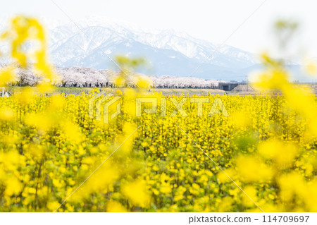 【春季四重奏】油菜花、櫻花樹和立山山脈 【春季四重奏】油菜花、櫻花樹和立山山脈 114709697