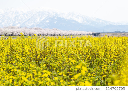 [Spring quartet] Rape blossoms, cherry blossom trees and the Tateyama mountain range 114709705