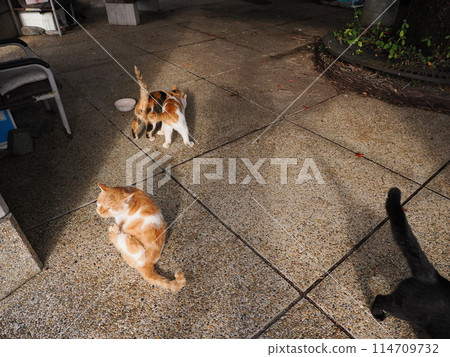 Local cats living together in a cat colony Local cats living together in a cat colony 114709732