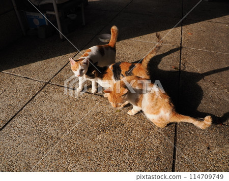 Local cats living together in a cat colony Local cats living together in a cat colony 114709749