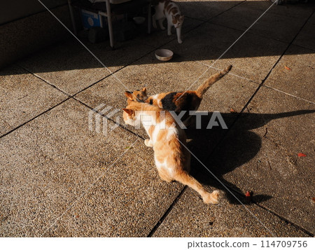 Local cats living together in a cat colony Local cats living together in a cat colony 114709756