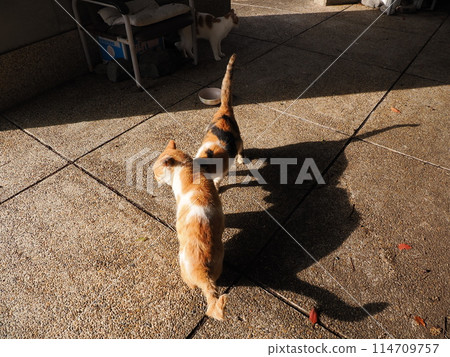 Local cats living together in a cat colony Local cats living together in a cat colony 114709757