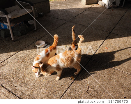Local cats living together in a cat colony Local cats living together in a cat colony 114709770
