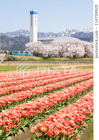 [Spring Quartet] Clock tower, tulips, cherry blossom trees and the Tateyama mountain range 114709920