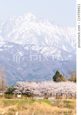 [Spring Quartet] Cherry blossom trees along Asahifuna River and the Tateyama mountain range 114709921