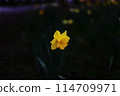 fence 114709971