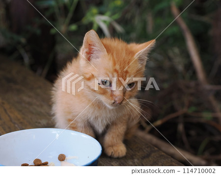 Kitten eating with mother cat 114710002