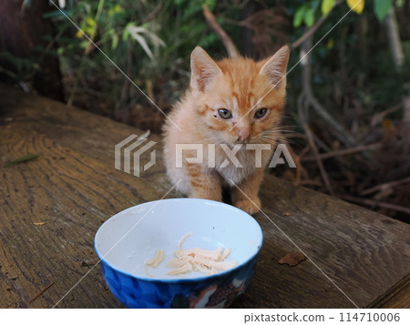 Kitten eating with mother cat 114710006