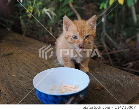 Kitten eating with mother cat 114710007