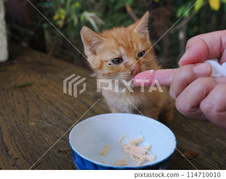小貓和貓媽媽一起吃食物 114710010