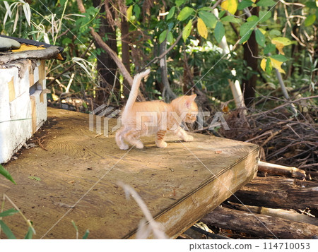 Kitten eating with mother cat 114710053