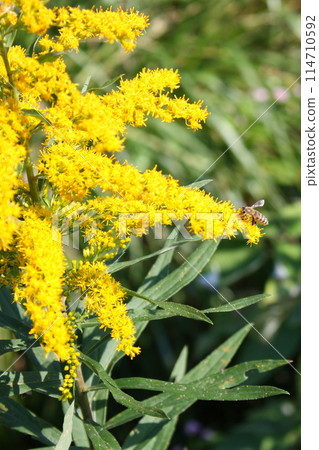 Honeybees collecting pollen from Solidago altissima, which blooms in autumn (Takayama, Gifu Prefecture, Japan) 114710592