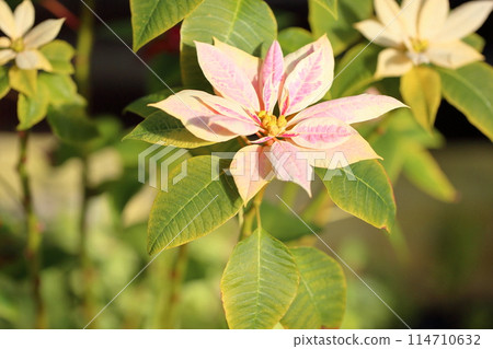  Poinsettia flowers 114710632