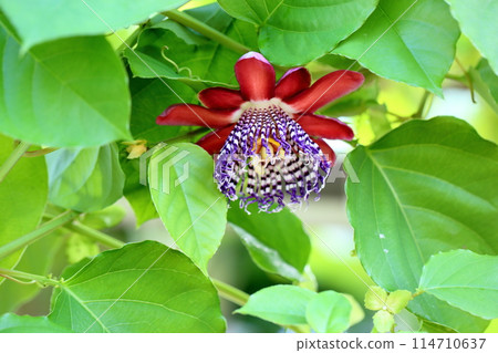 西番蓮花 114710637