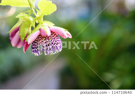 西番蓮花 114710640