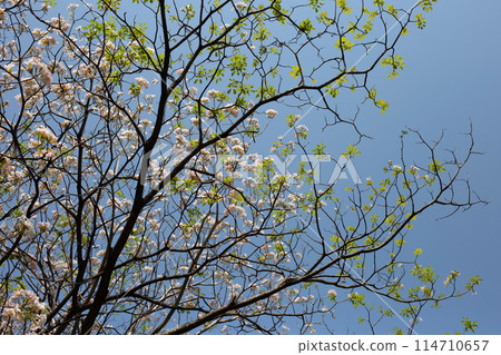 Trumpet Tree, Pink Poui, New World Trumpet, Rosy Trumpet 114710657