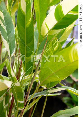 Heliconia psittacorum variegated in the garden 114710690