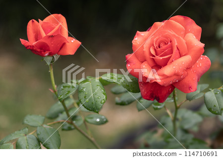 The roses have bloomed♪ Spring roses The roses have bloomed♪ Spring roses 114710691