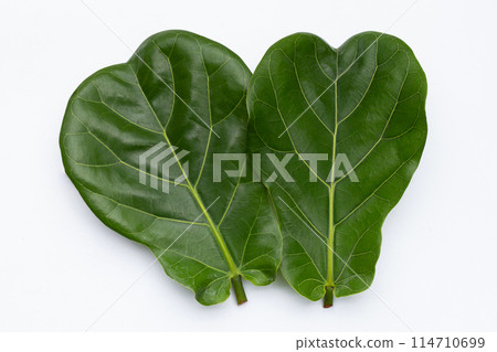 Green leaves of ficus lyrate tree on white 114710699
