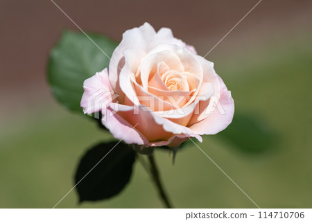 The roses have bloomed♪ Spring roses The roses have bloomed♪ Spring roses 114710706