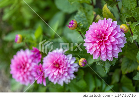The roses have bloomed♪ Spring roses 114710710