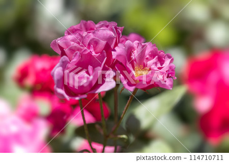 The roses have bloomed♪ Spring roses 114710711