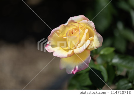玫瑰花開了♪春天的玫瑰花 玫瑰花開了♪春天的玫瑰花 114710718