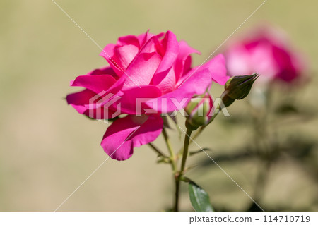 玫瑰花開了♪春天的玫瑰花 玫瑰花開了♪春天的玫瑰花 114710719