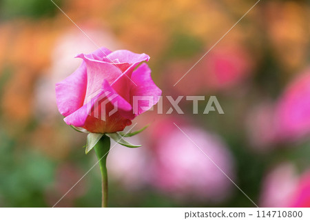 The roses have bloomed♪ Spring roses 114710800