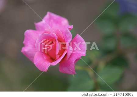 玫瑰花開了♪春天的玫瑰花 玫瑰花開了♪春天的玫瑰花 114710802