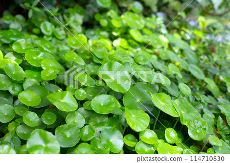 Centella asiatica (gotu kola). Fresh green leaves herb background. 114710830
