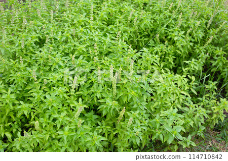 Lemon basil, Hoary basil, Hairy basil 114710842