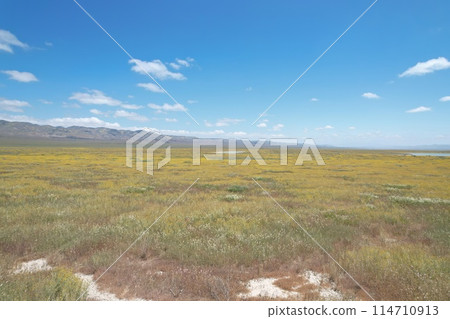 Wildflowers at Carrizo Plain National Monument and Soda lake 114710913