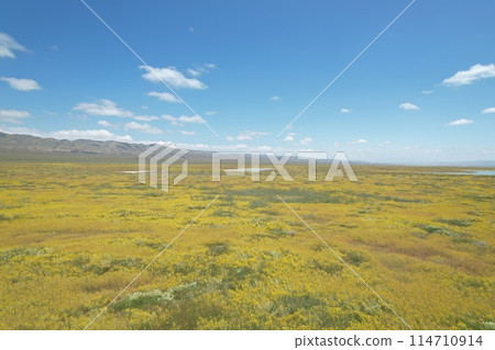 Wildflowers at Carrizo Plain National Monument and Soda lake 114710914