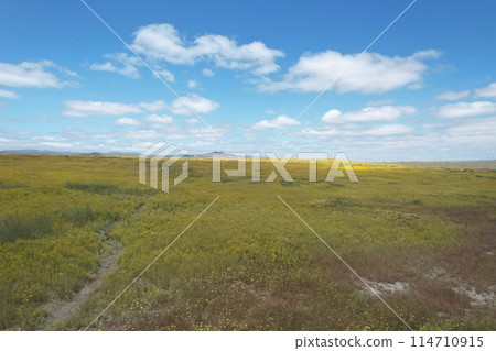 Wildflowers at Carrizo Plain National Monument and Soda lake Wildflowers at Carrizo Plain National Monument and Soda lake 114710915