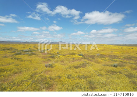 Wildflowers at Carrizo Plain National Monument and Soda lake Wildflowers at Carrizo Plain National Monument and Soda lake 114710916