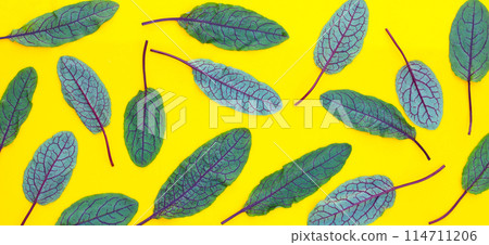 Red-veined sorrel on yellow background. 114711206