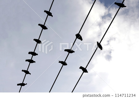 Silhouette birds on wire cable against blue sky 114711234