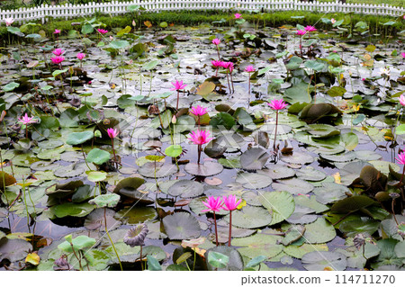 Beautiful water lily. Lotus pond Beautiful water lily. Lotus pond 114711270