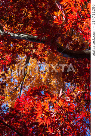 Autumn leaves in Koedo Kawagoe Autumn leaves in Koedo Kawagoe 114711296
