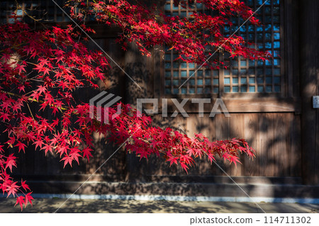 小江戶川越的紅葉 114711302