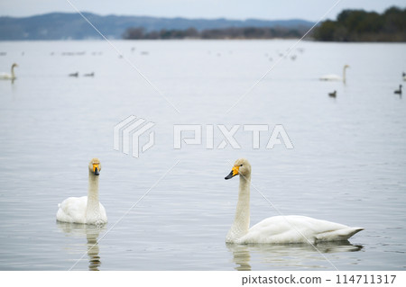福島縣豬苗代湖的天鵝 114711317